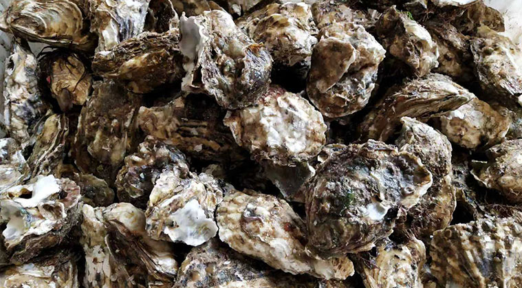 生蠔牡蠣重量分級(jí)